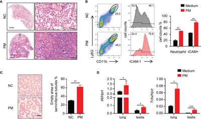 Aspirin Alleviates Particulate Matter Induced Asymptomatic Orchitis of Mice via Suppression of cGAS-STING Signaling